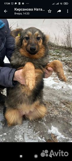 Щенок, коротколапик в надёжные руки