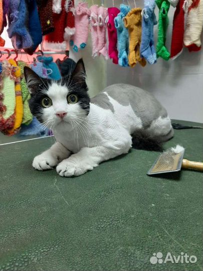 Подстригу вашего котика