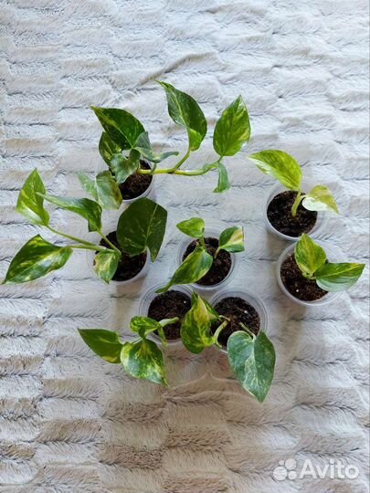 Сциндапсус, Эпипремнум, Традесканция