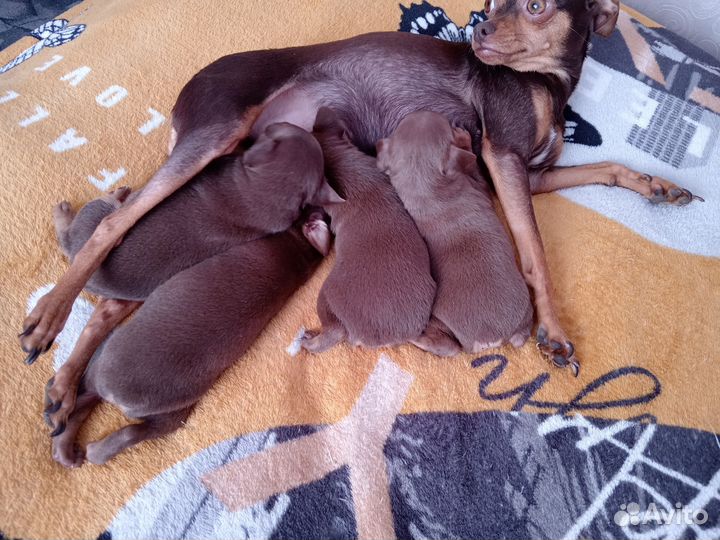 Той-терьер щенки