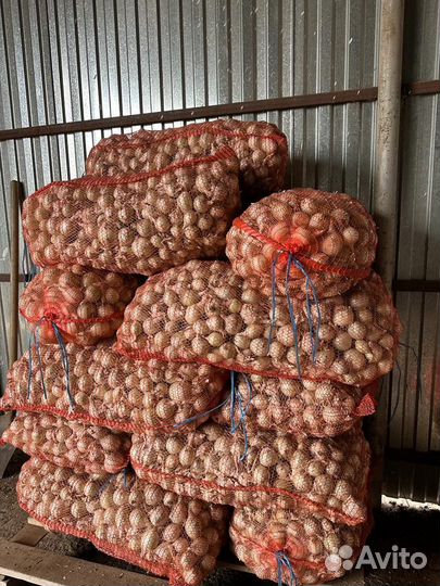 Лук на зелень