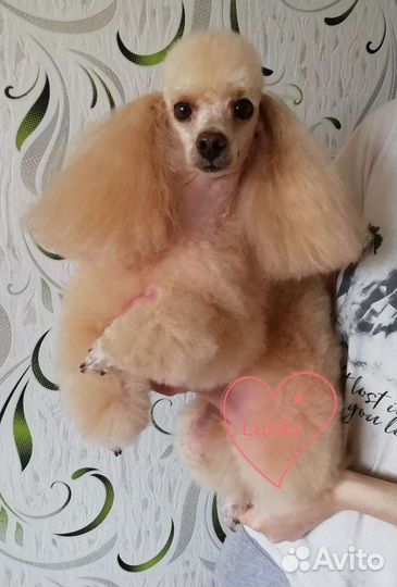 Груминг обучение