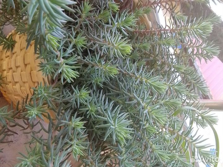 Суккуленты разные