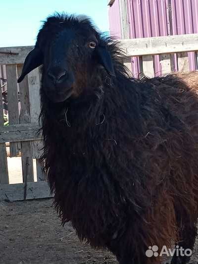 Баран на племя