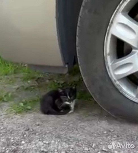 Котята в добрые руки бесплатно