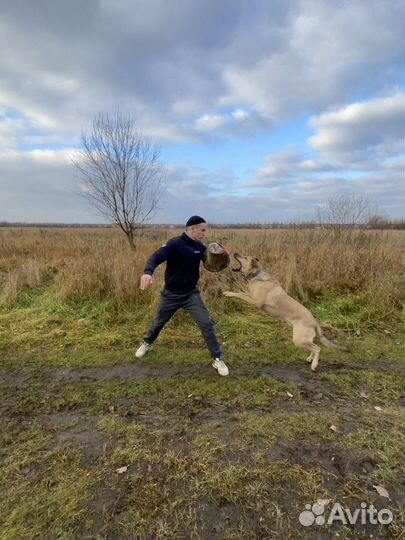 Кинолог. Дрессировка Собак-Телохранителей