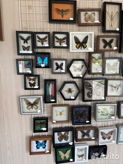 Бабочки в рамках