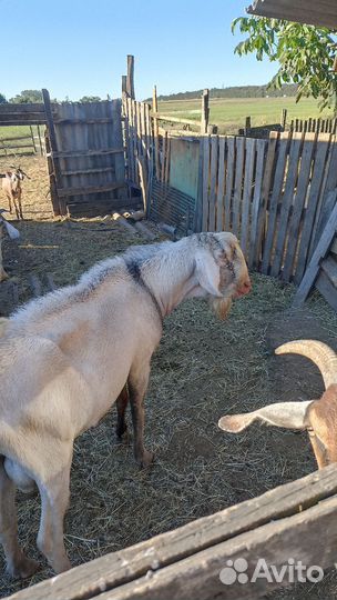 Нубийский козел