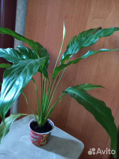 Спатифиллум