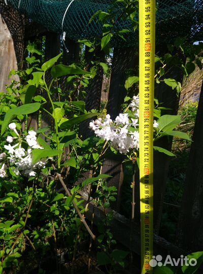 Саженцы сирени сорта Колесникова (цветущие)