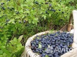 Черника (ягода)