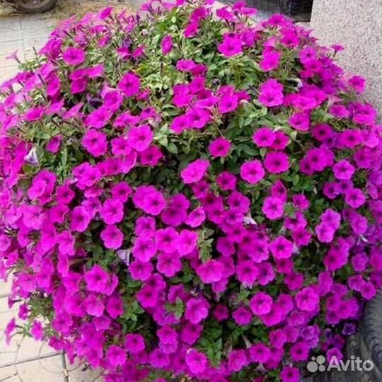 Петунии гиганты тайдалы