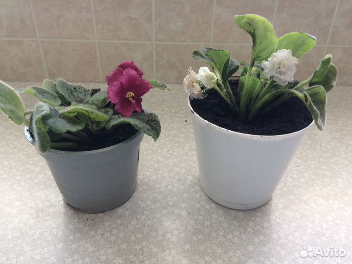 Фиалка в горшках