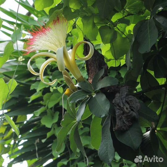 Баобаб пахира акватика