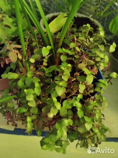 Цветы комнатные