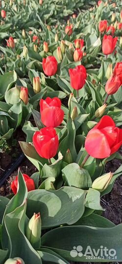 Продам луковицу тюльпана