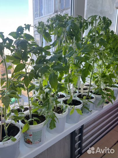 Рассада помидоров томатов