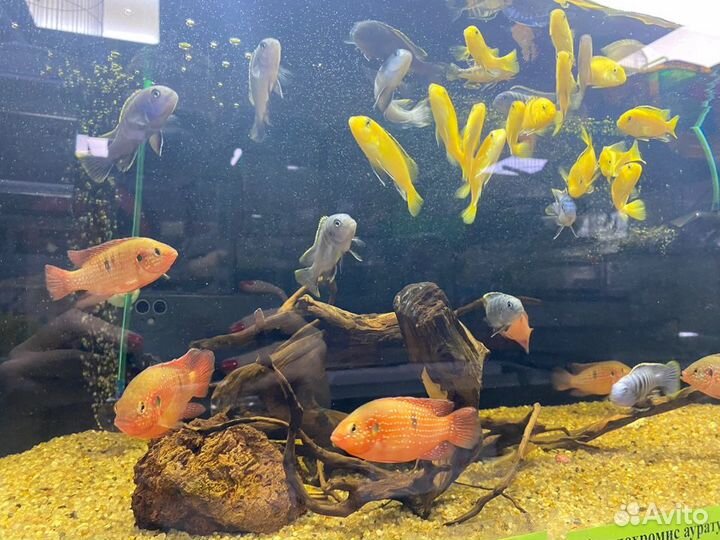 Аквариумные рыбки