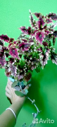 Колеус махровый