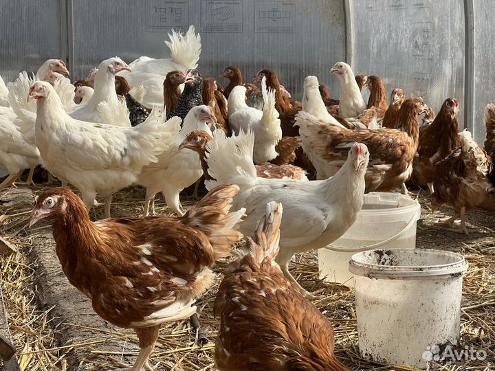 Куры несушки. Молодки