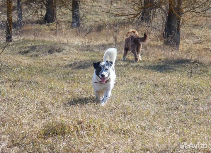 Собака в добрые руки