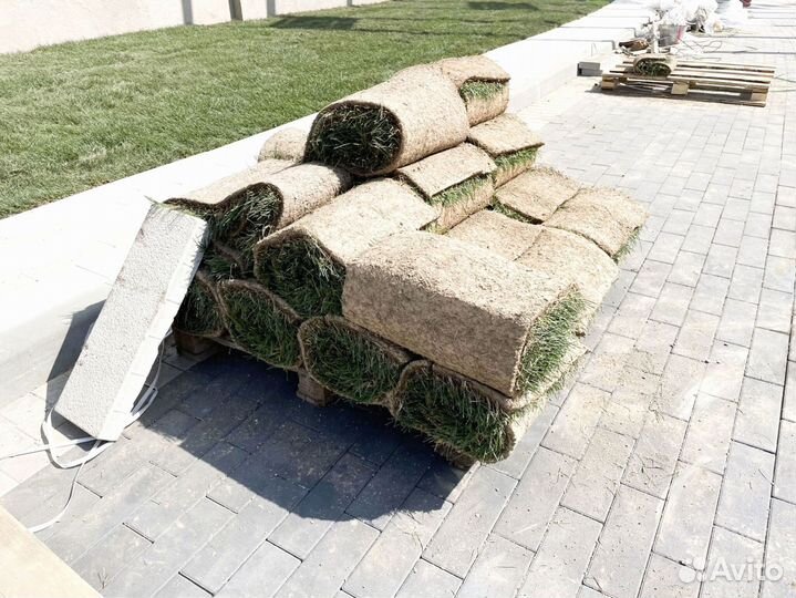 Рулонный газон 