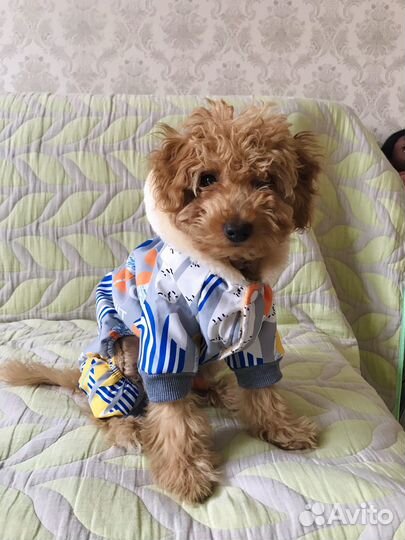 Комбенизон собак теплая осенне-зимний