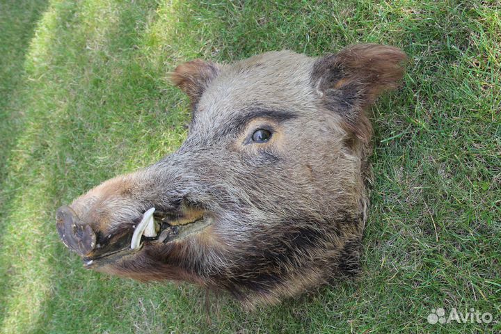 Чучело головы кабана