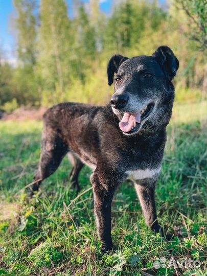 Хороший мальчик в добрые руки