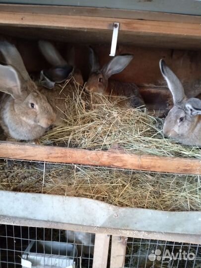 Кролики на племя