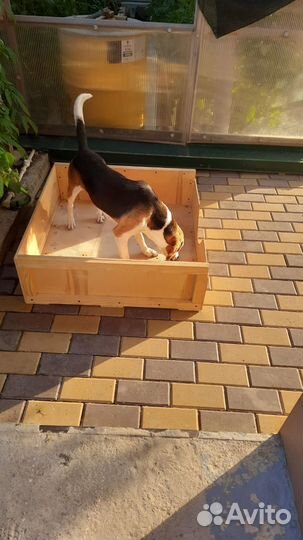 Ящик родильный для собак