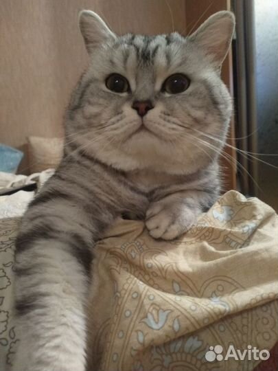 Шотландский кот вязка