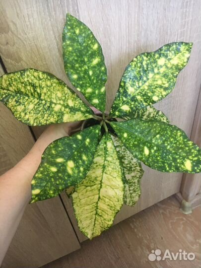 Растения для дома,Радигрин для укоренения