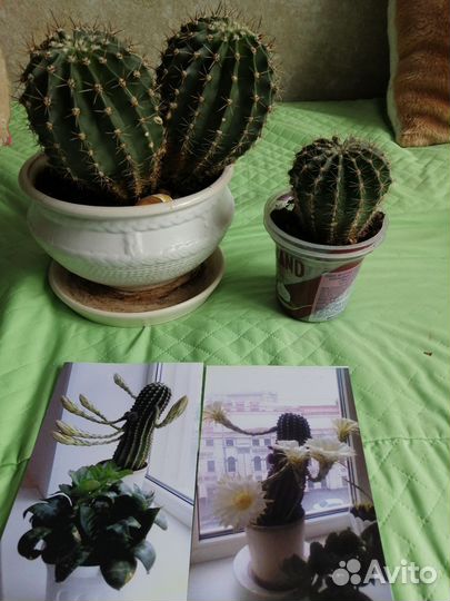 Кактусы и отростки