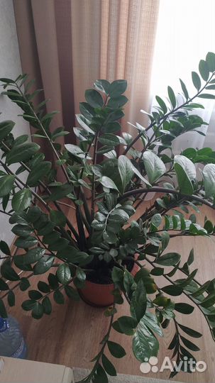 Замиокулькас большой