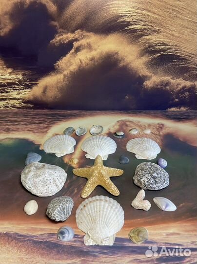 Морские ракушки раковины австралия