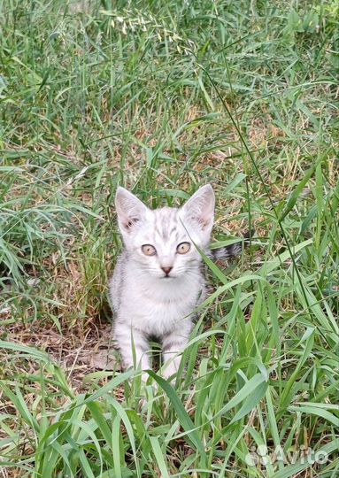 Котята в дар бесплатно