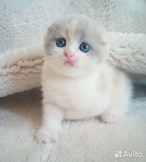 Эксклюзив для ценителей