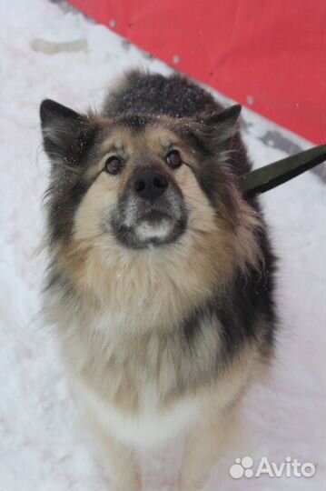 Пушистый красавец-пёс Бароша в добрые руки