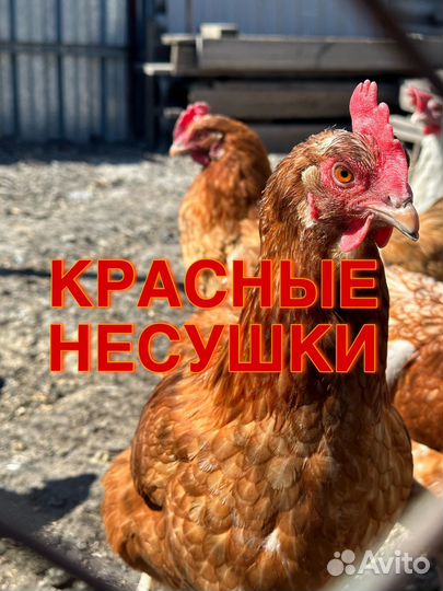 Куры несушки красные