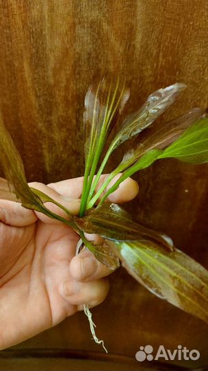 Аквариумные растения