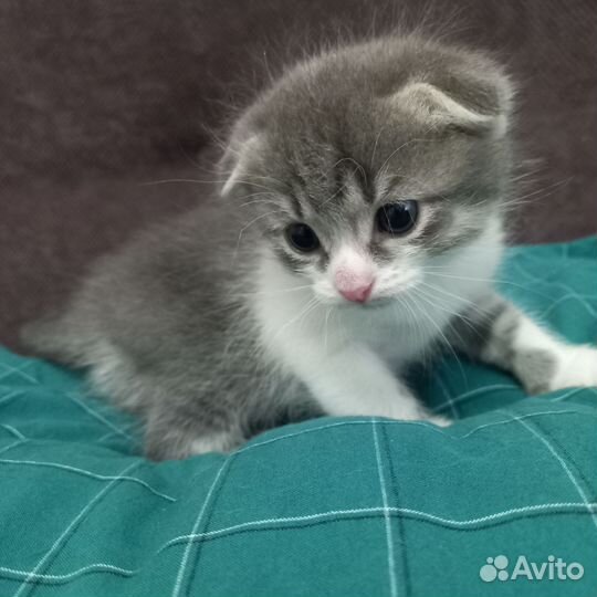 Котенок мальчик