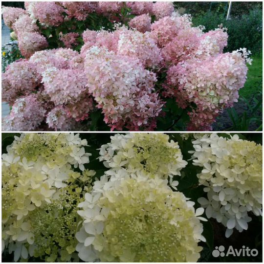 Гортензия метельчатая черенки