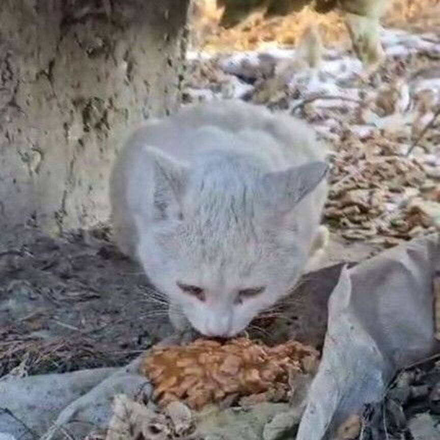 Нашли котика,живет на улице