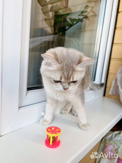 Юная британская кошка Плюша в добрые руки