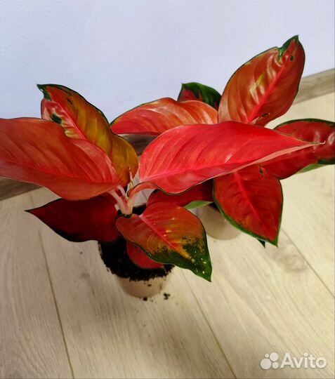 Аглаонема Рэд стар/Ред стар