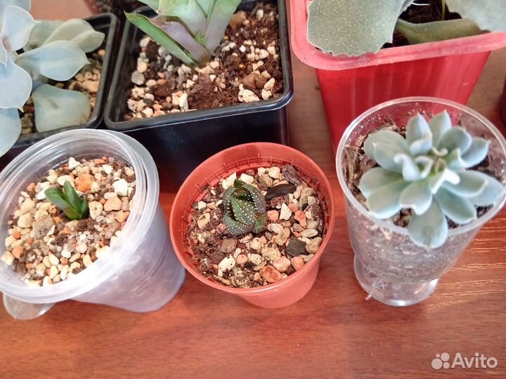 Кактусы и суккуленты