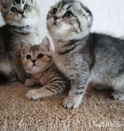 Шотландские котята