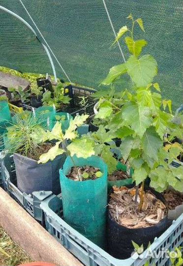 Контейнеры для рассады саженцев деревьев