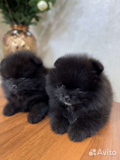 Померанский шпиц мини